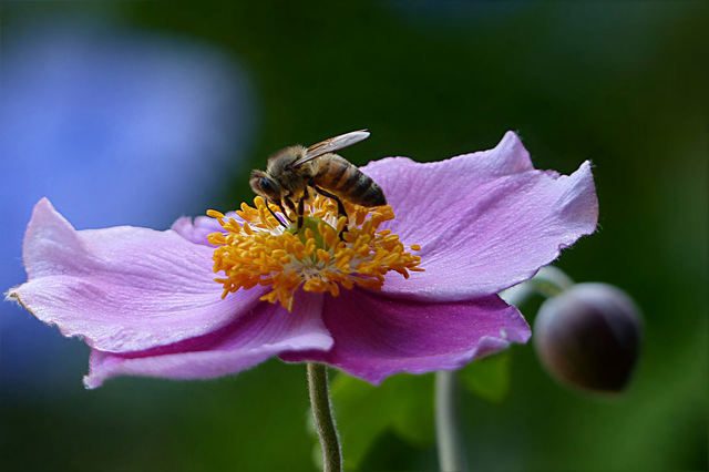 Bee pollenating flower