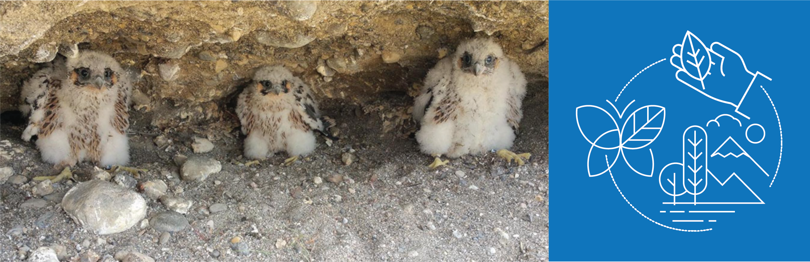 Birds.png Birds.png